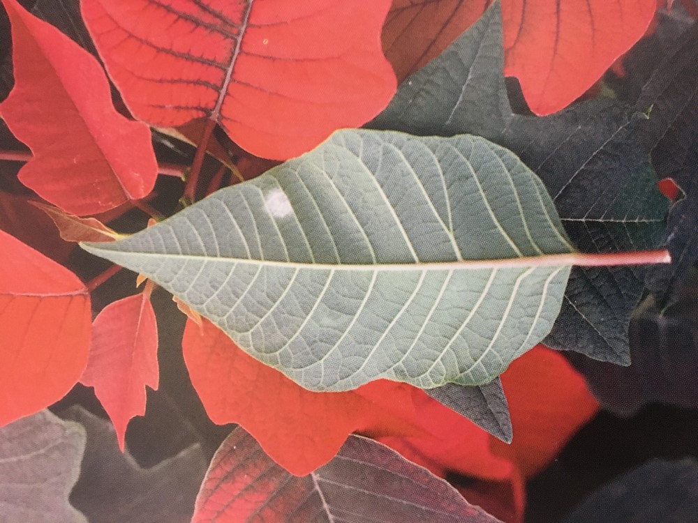 American powdery mildew against poinsettia crop. Copyright ADAS Horticulture.